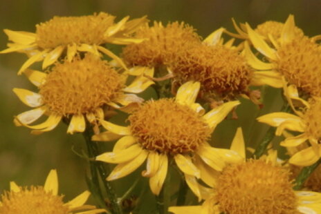 Arnica montana v homeopatii