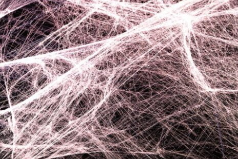 Fascia